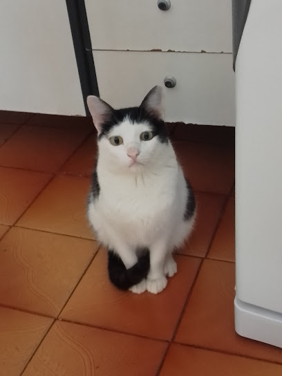 Clínica Veterinária Araucária