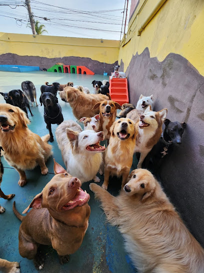 Creche Para Cães Amigos do Nino